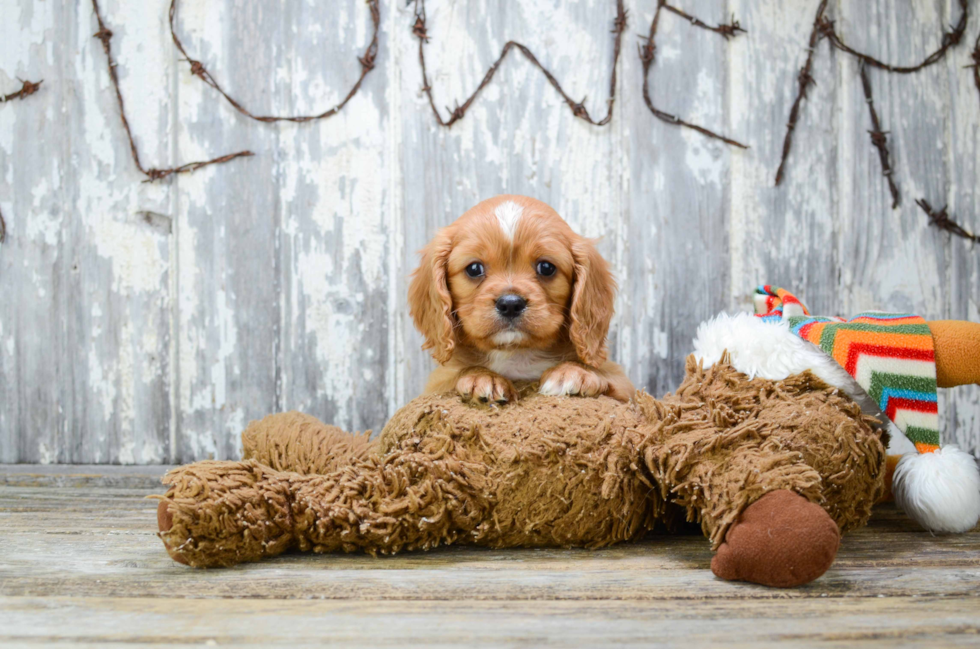 Cavalier King Charles Spaniel Puppy for Adoption