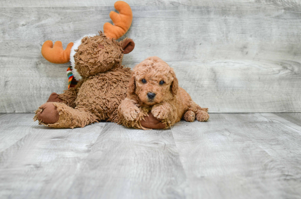 Best Mini Goldendoodle Baby