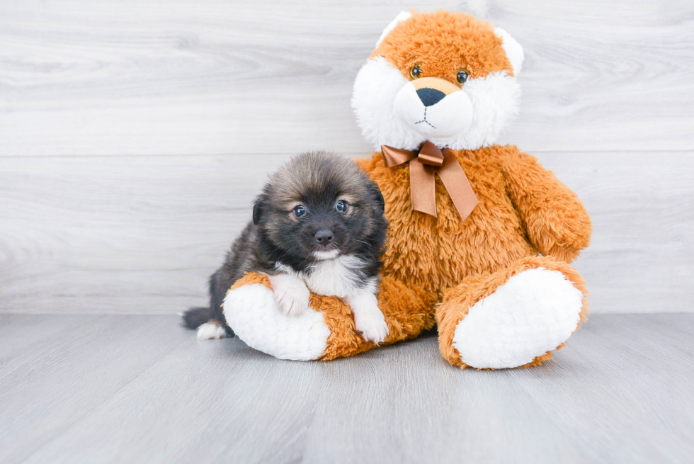 Akc Registered Pomeranian Purebred Pup