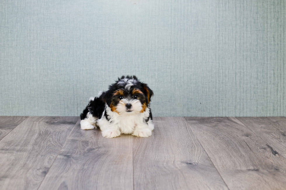 Meet Beyonce - our Yorkshire Terrier Puppy Photo 