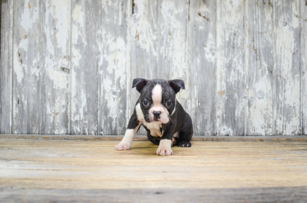 Funny Boston Terrier Baby