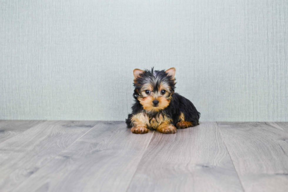 Meet Twinkle - our Yorkshire Terrier Puppy Photo 