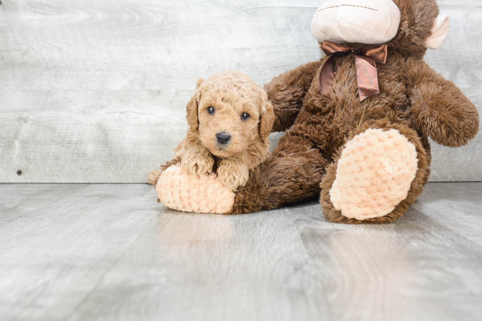 Playful Golden Retriever Poodle Mix Puppy