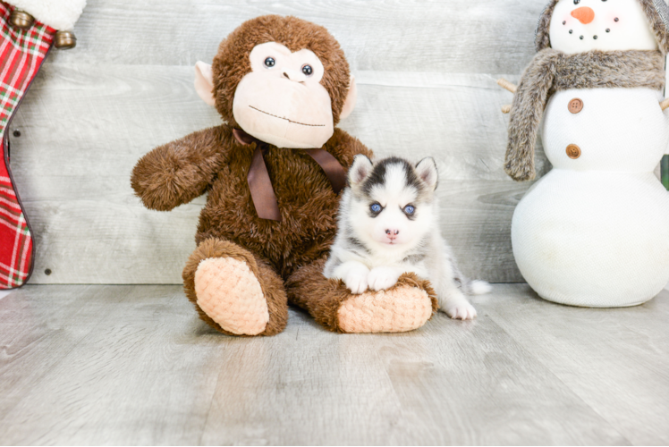 Friendly Pomsky Baby