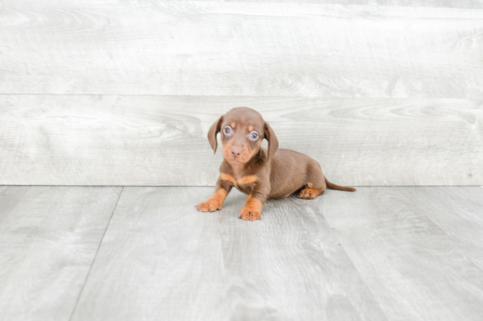 Cute Dachshund Baby