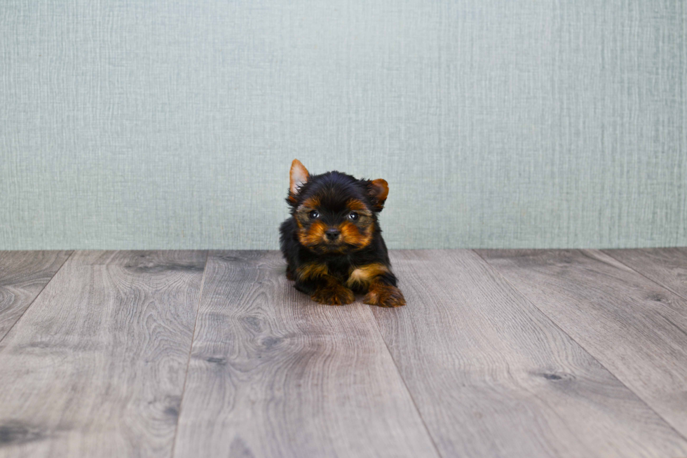 Meet Nugget - our Yorkshire Terrier Puppy Photo 