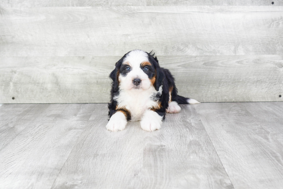 Playful Bernadoodle Poodle Mix Puppy