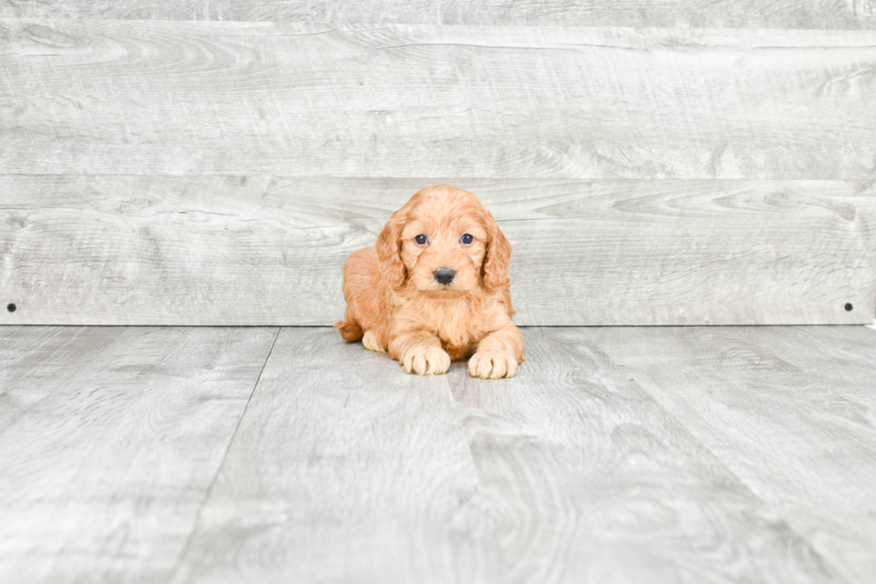 Little Golden Retriever Poodle Mix Puppy