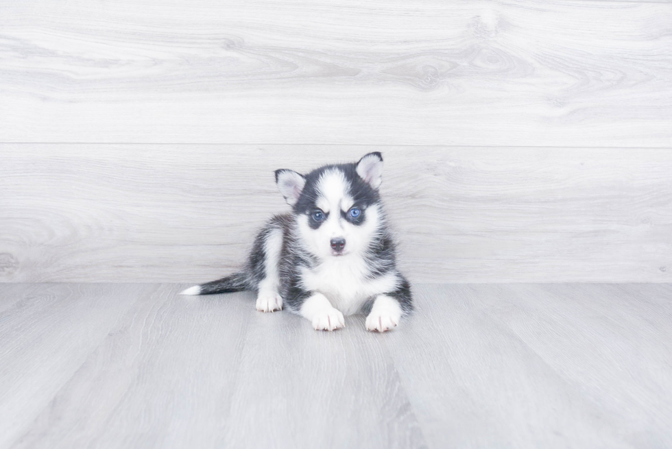 Popular Pomsky Designer Pup