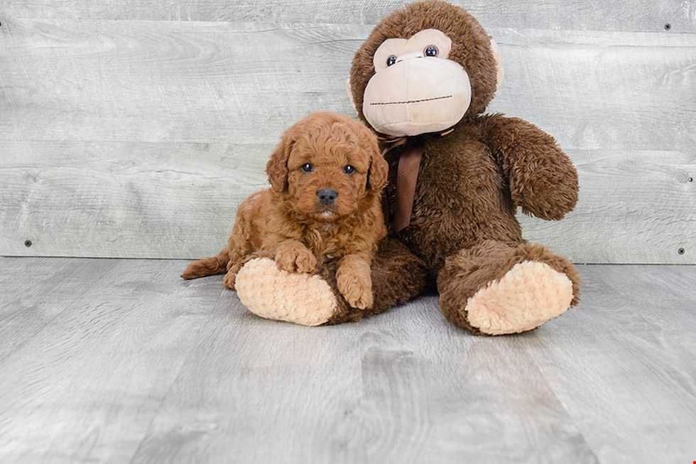 Cute Mini Goldendoodle Baby