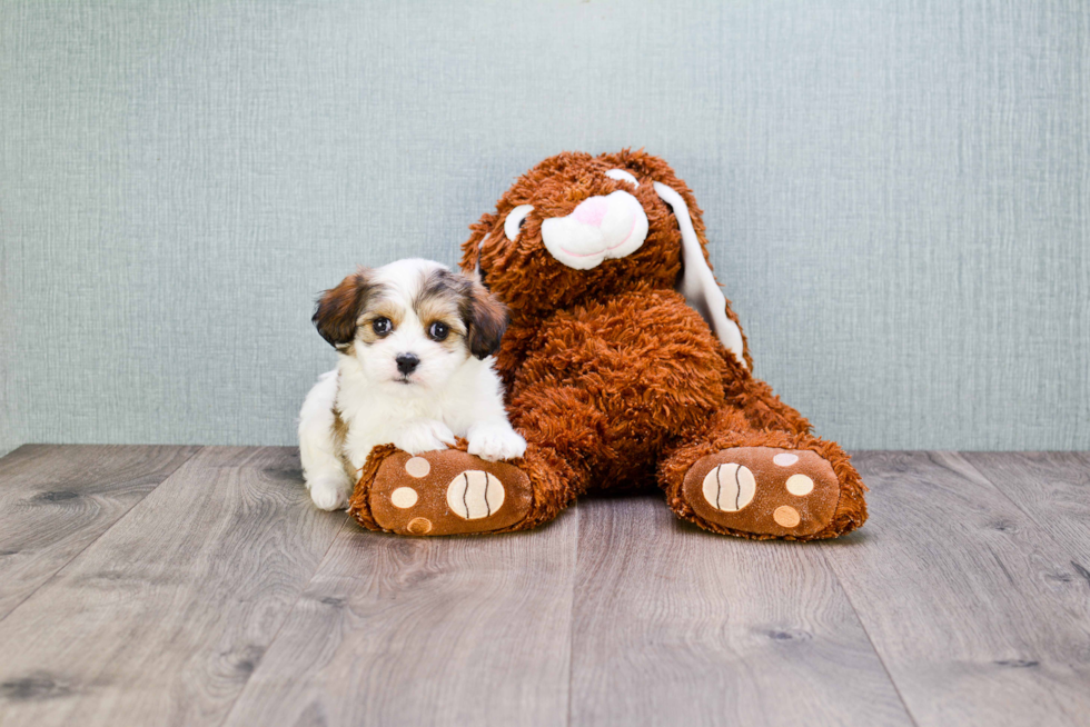 Hypoallergenic Cavalier Designer Puppy