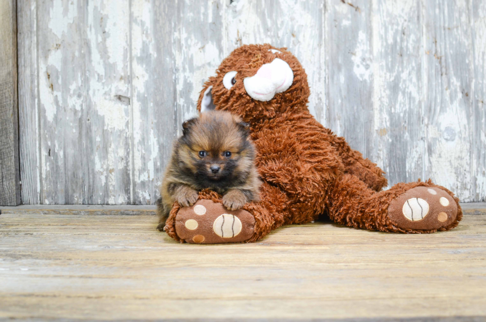 Funny Pomeranian Purebred Pup