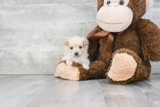 Little Maltepoo Poodle Mix Puppy