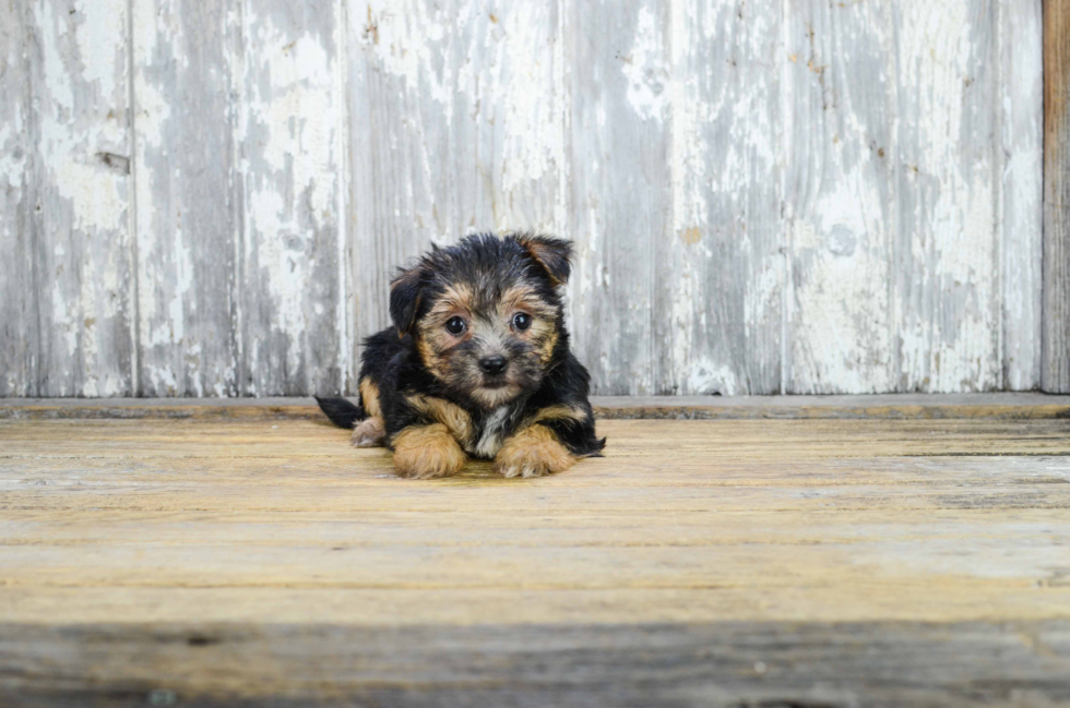 Morkie Puppy for Adoption