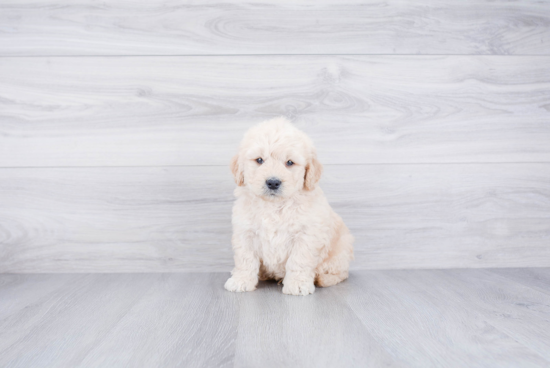 Popular Mini Goldendoodle Poodle Mix Pup