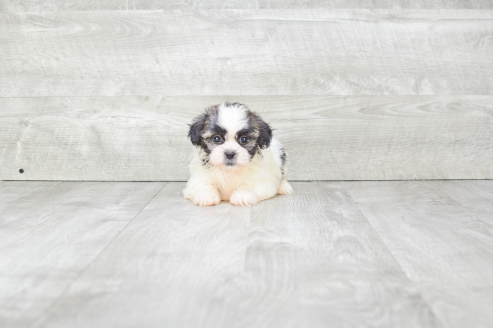 Adorable Shichon Designer Puppy