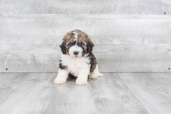 Smart Mini Bernedoodle Poodle Mix Pup