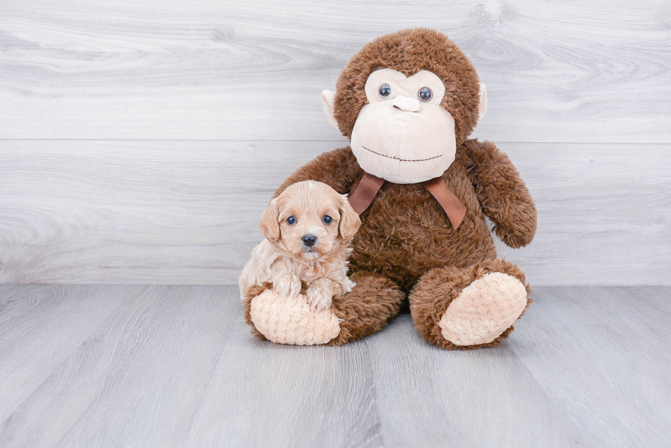 Cavapoo Pup Being Cute