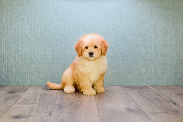 Hypoallergenic Golden Retriever Poodle Mix Puppy