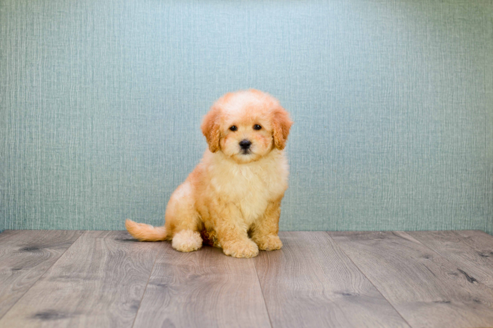 Hypoallergenic Golden Retriever Poodle Mix Puppy