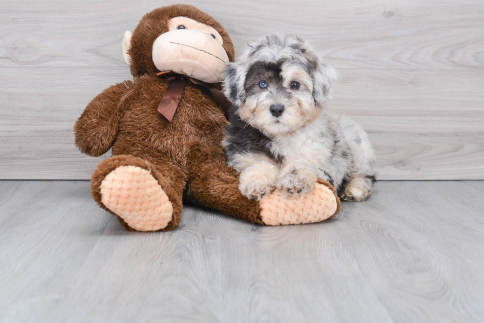 Little Aussiepoo Poodle Mix Puppy