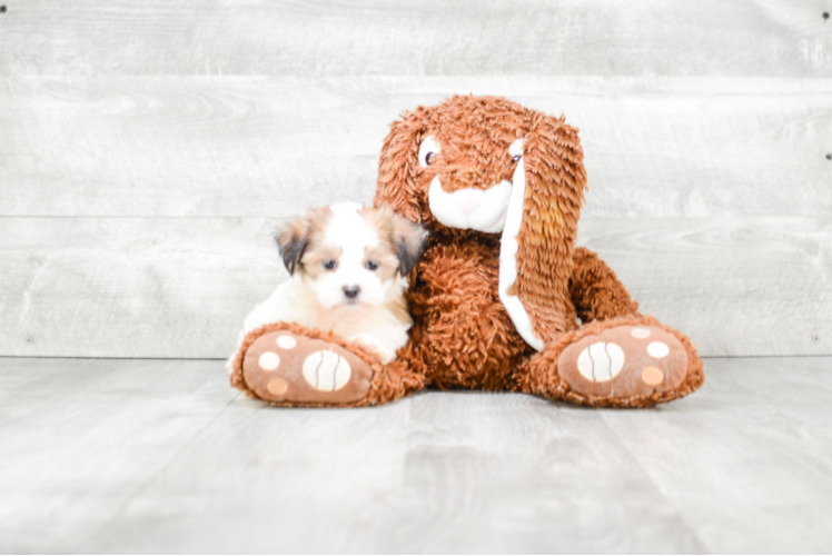 Small Teddy Bear Baby
