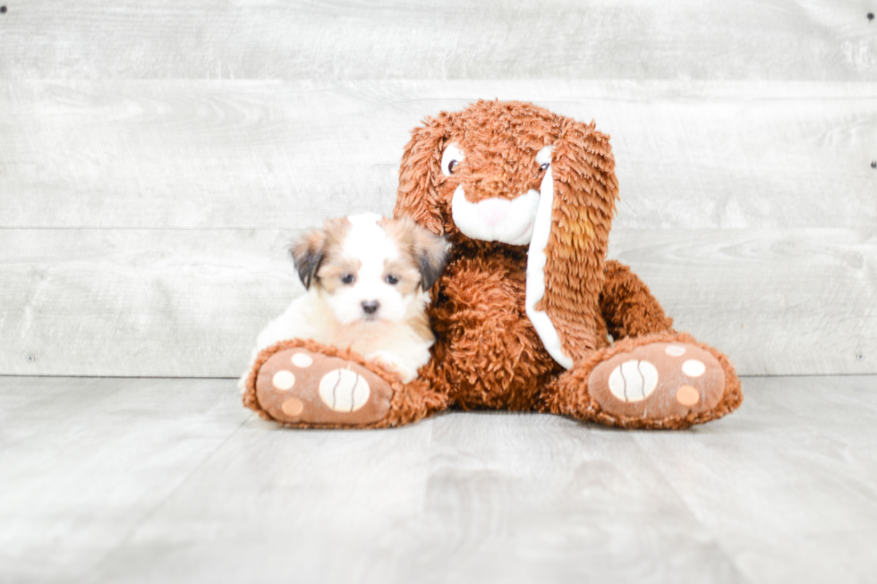 Small Teddy Bear Baby