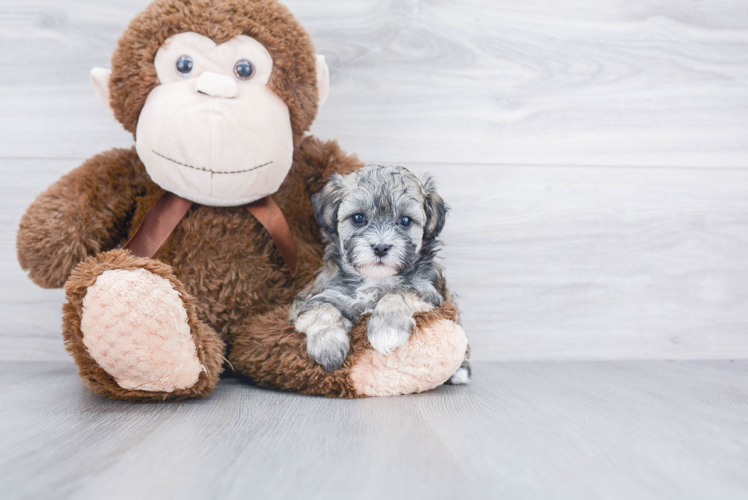 Energetic Maltese Poodle Poodle Mix Puppy