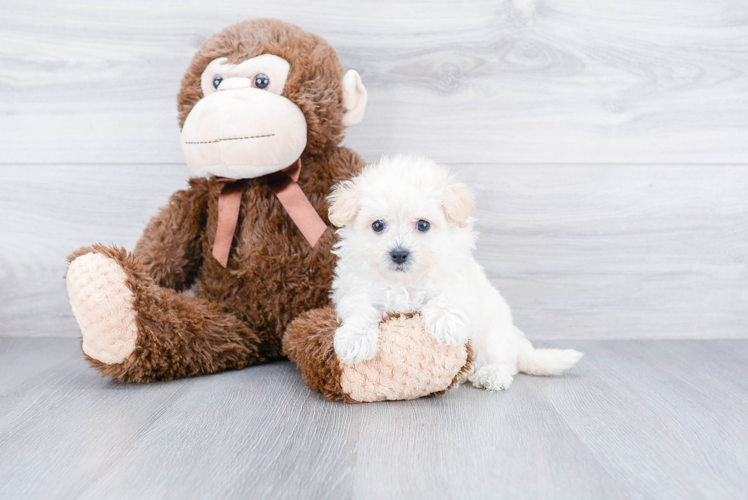 Cute Maltipoo Baby