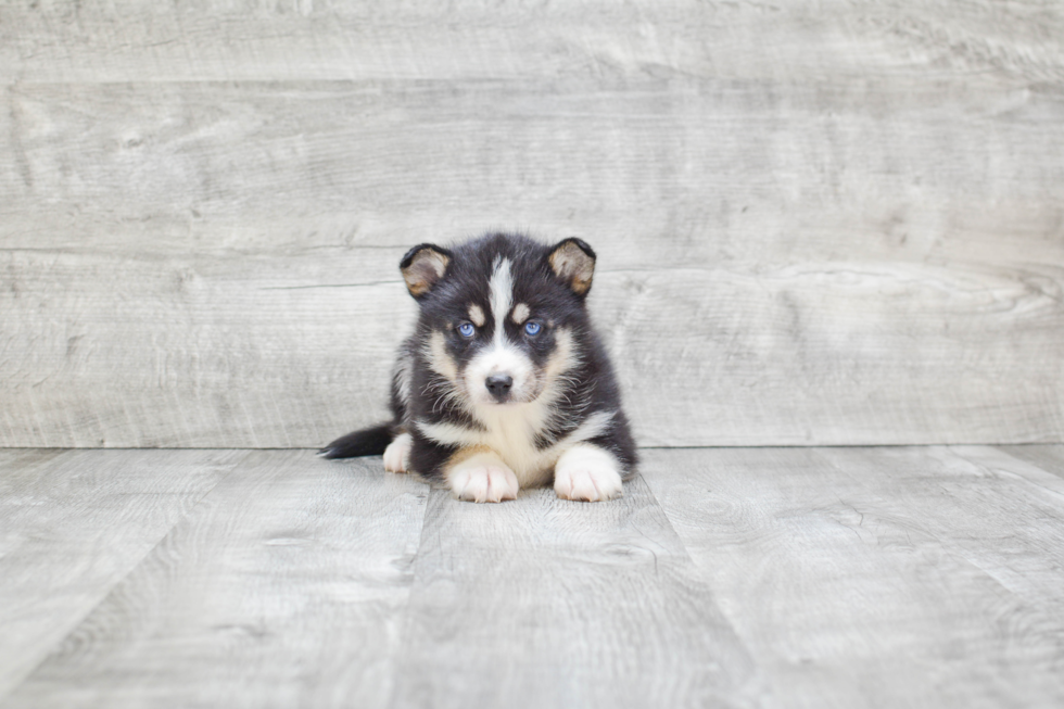 Playful Mini Husky Designer Puppy