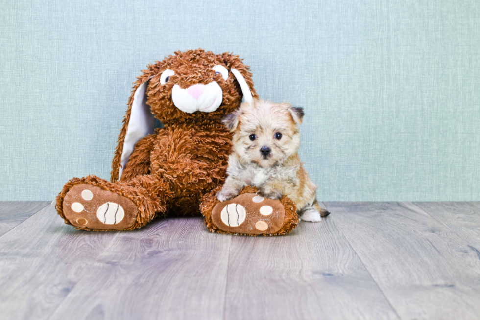 Morkie Puppy for Adoption