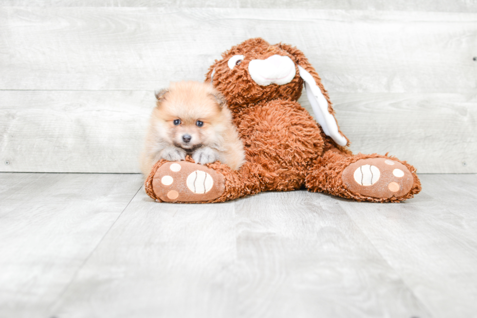 Pomeranian Puppy for Adoption