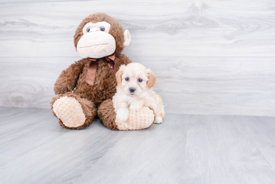 Maltipoo Pup Being Cute