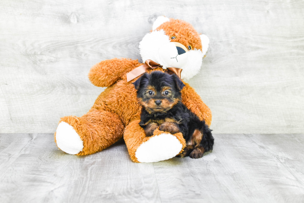 Meet Avery - our Yorkshire Terrier Puppy Photo 