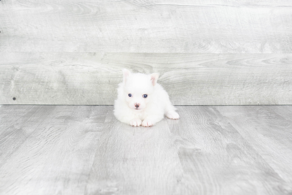 Fluffy Pomeranian Purebred Puppy