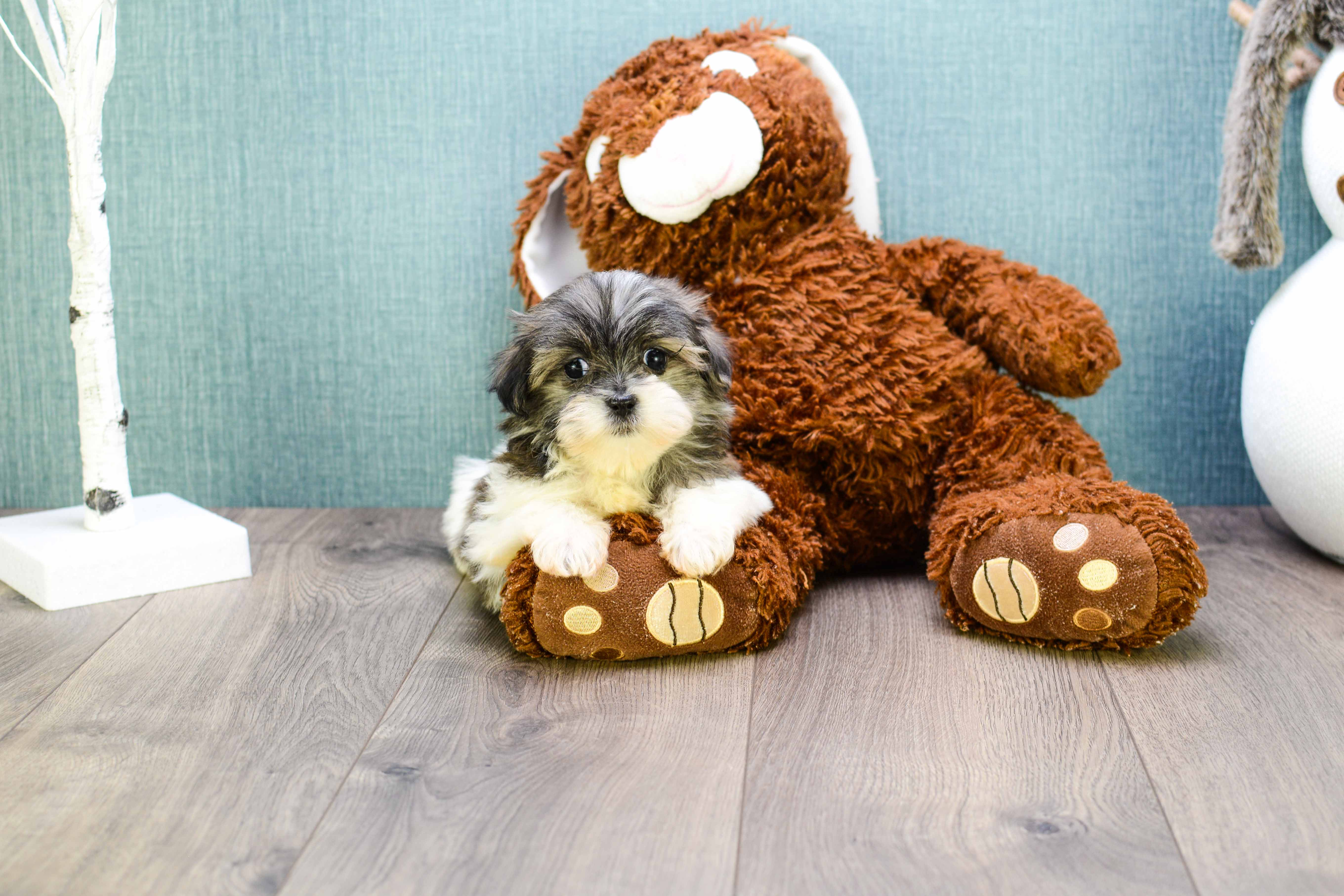 Playful Shit Designer Puppy