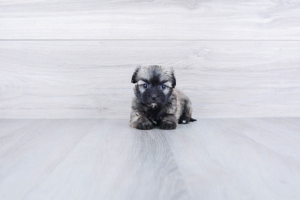 Havanese Pup Being Cute