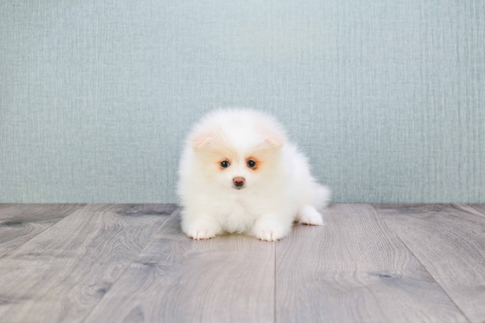 Popular Pomeranian Purebred Pup