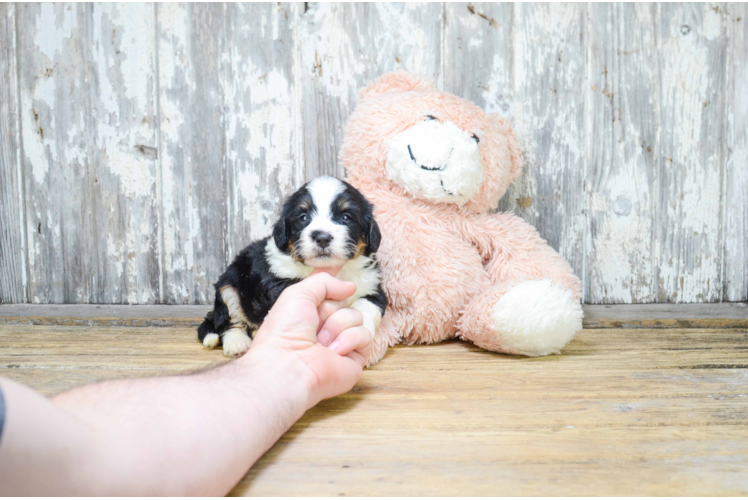 Best Mini Bernedoodle Baby