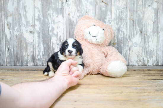 Best Mini Bernedoodle Baby