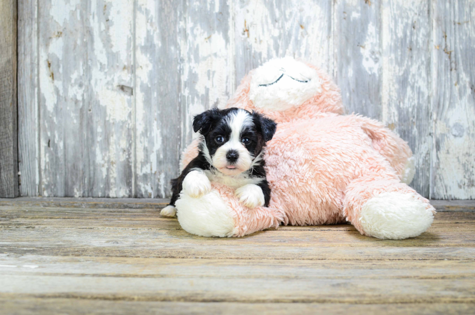 Teddy Bear Puppy for Adoption