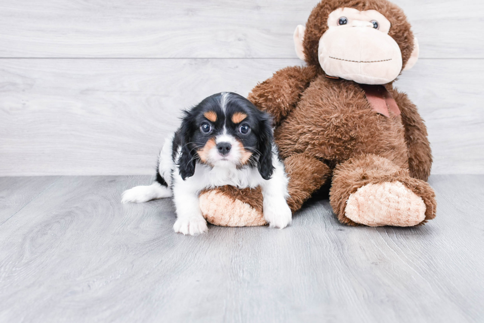 Cavalier King Charles Spaniel Puppy for Adoption