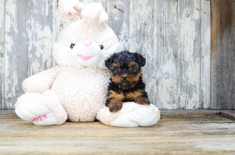 Meet Sebastian - our Yorkshire Terrier Puppy Photo 