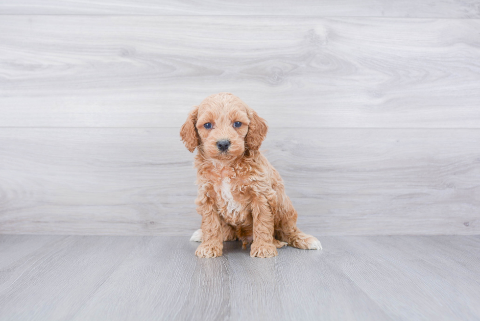 Happy Cockapoo Baby