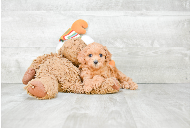 Cavapoo Puppy for Adoption