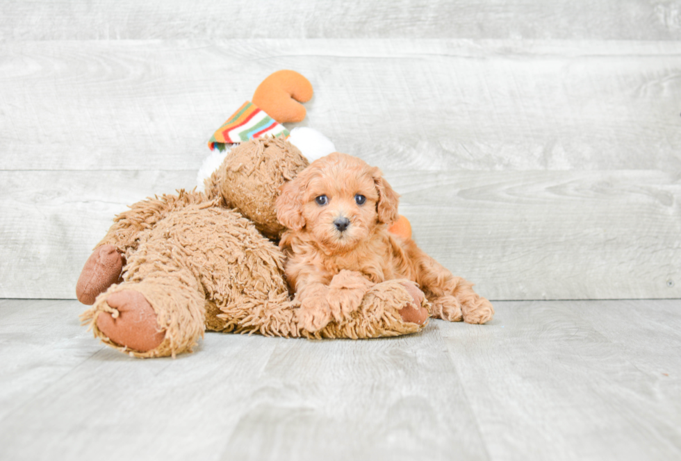 Cavapoo Puppy for Adoption