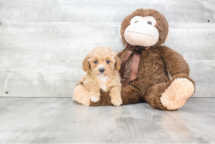 Best Cavapoo Baby