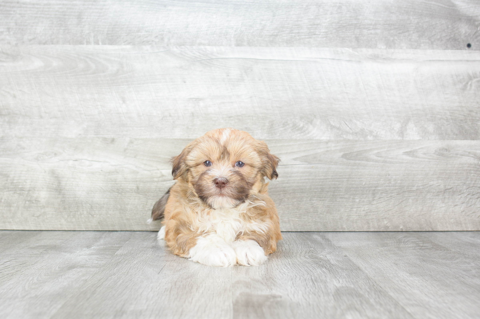 Havanese Puppy for Adoption