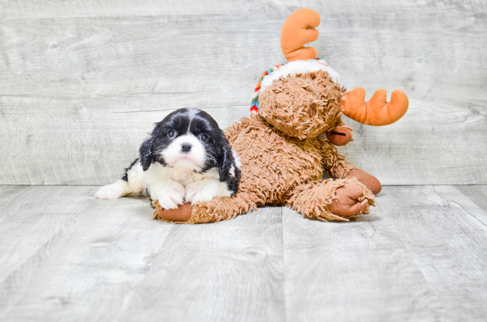 Cavalier King Charles Spaniel Puppy for Adoption