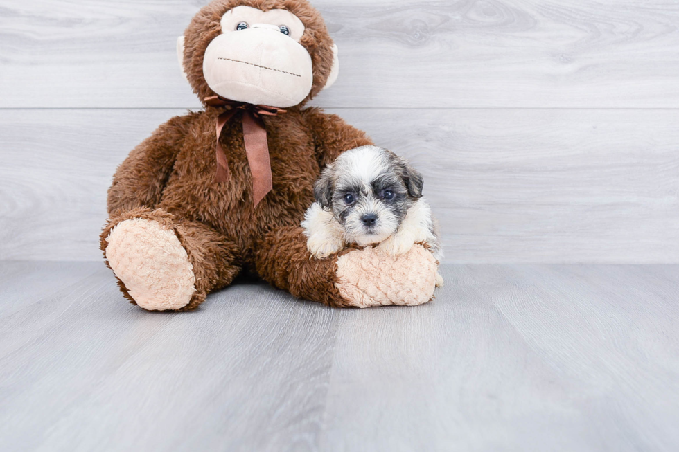 Hypoallergenic Shichon Designer Puppy